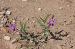 Showy milkwort